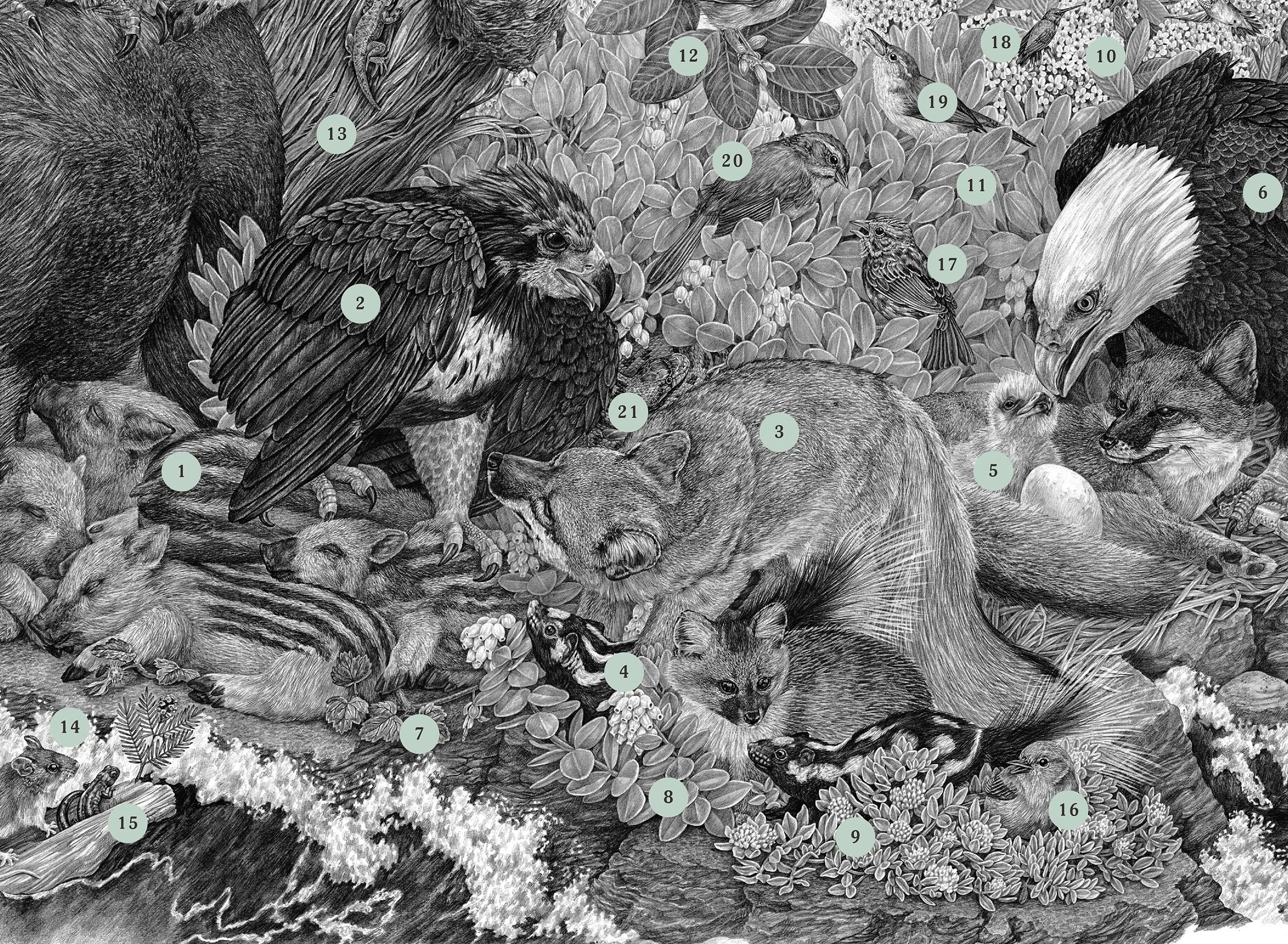2017 | Limuw Santa Cruz Island — Zoe Keller Nature Art